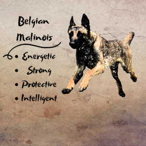 Belgian malinois list
